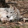 wolf demention