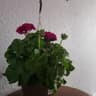Haben Brahane